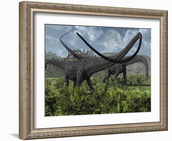 Two Giant Diplodocus Herbivore Dinosaurs Grazing During the Jurassic Period on Earth-Stocktrek Images-Framed Photographic Print