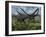 Two Giant Diplodocus Herbivore Dinosaurs Grazing During the Jurassic Period on Earth-Stocktrek Images-Framed Photographic Print