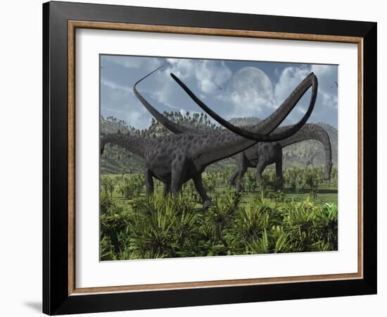 Two Giant Diplodocus Herbivore Dinosaurs Grazing During the Jurassic Period on Earth-Stocktrek Images-Framed Photographic Print