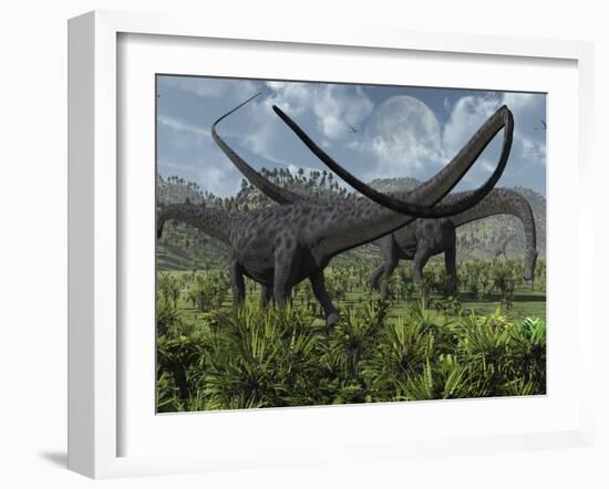 Two Giant Diplodocus Herbivore Dinosaurs Grazing During the Jurassic Period on Earth-Stocktrek Images-Framed Photographic Print