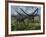 Two Giant Diplodocus Herbivore Dinosaurs Grazing During the Jurassic Period on Earth-Stocktrek Images-Framed Photographic Print