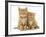 Two Ginger Domestic Kittens (Felis Catus)-Jane Burton-Framed Photographic Print