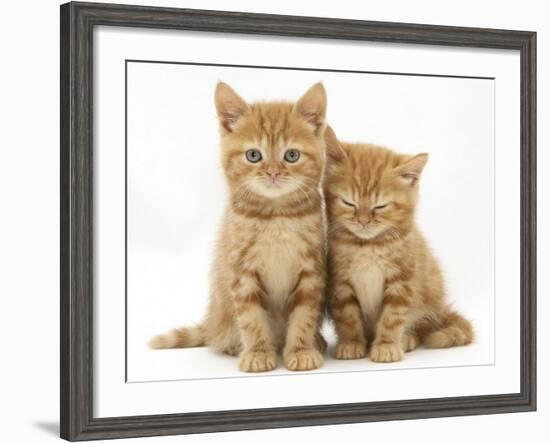 Two Ginger Domestic Kittens (Felis Catus)-Jane Burton-Framed Photographic Print