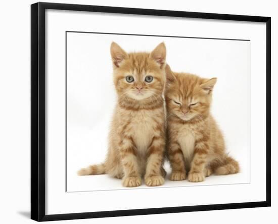Two Ginger Domestic Kittens (Felis Catus)-Jane Burton-Framed Photographic Print