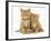 Two Ginger Domestic Kittens (Felis Catus)-Jane Burton-Framed Photographic Print