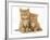 Two Ginger Domestic Kittens (Felis Catus)-Jane Burton-Framed Photographic Print