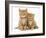 Two Ginger Domestic Kittens (Felis Catus)-Jane Burton-Framed Photographic Print