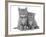 Two Ginger Domestic Kittens (Felis Catus)-Jane Burton-Framed Photographic Print