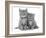 Two Ginger Domestic Kittens (Felis Catus)-Jane Burton-Framed Photographic Print