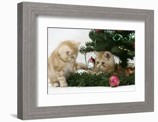 Two Ginger Kittens Playing with Decorations in a Christmas Tree-Mark Taylor-Framed Photographic Print