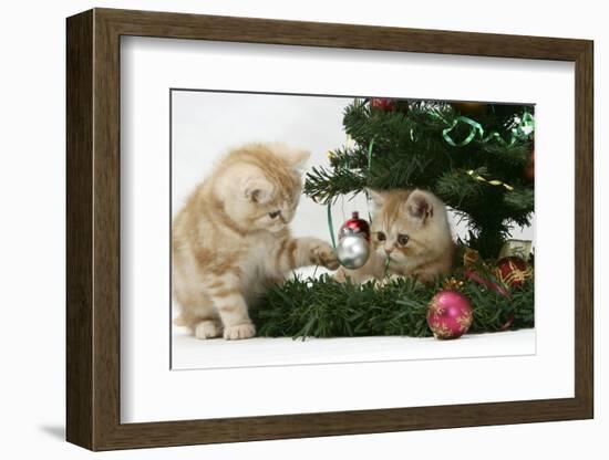 Two Ginger Kittens Playing with Decorations in a Christmas Tree-Mark Taylor-Framed Photographic Print