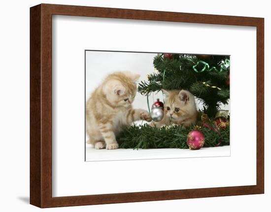 Two Ginger Kittens Playing with Decorations in a Christmas Tree-Mark Taylor-Framed Photographic Print