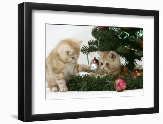 Two Ginger Kittens Playing with Decorations in a Christmas Tree-Mark Taylor-Framed Photographic Print