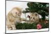 Two Ginger Kittens Playing with Decorations in a Christmas Tree-Mark Taylor-Mounted Photographic Print