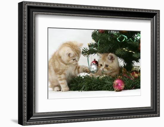 Two Ginger Kittens Playing with Decorations in a Christmas Tree-Mark Taylor-Framed Photographic Print