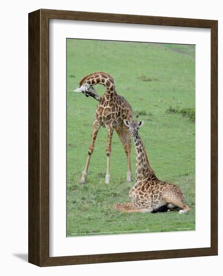 Two Giraffe Calves Full Bleed-Martin Fowkes-Framed Giclee Print