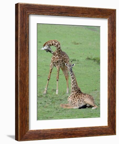 Two Giraffe Calves Full Bleed-Martin Fowkes-Framed Giclee Print