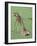 Two Giraffe Calves Full Bleed-Martin Fowkes-Framed Giclee Print