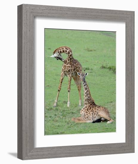 Two Giraffe Calves-Martin Fowkes-Framed Giclee Print