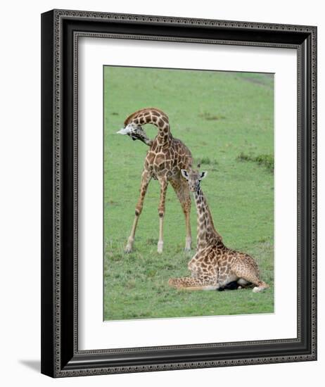 Two Giraffe Calves-Martin Fowkes-Framed Giclee Print