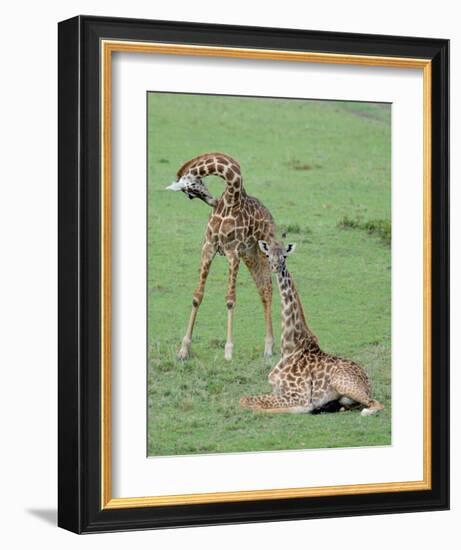 Two Giraffe Calves-Martin Fowkes-Framed Giclee Print