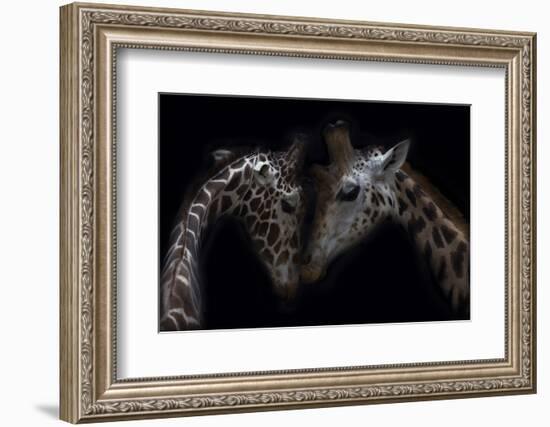 Two Giraffes, heads together, close up-Sue Demetriou-Framed Photographic Print