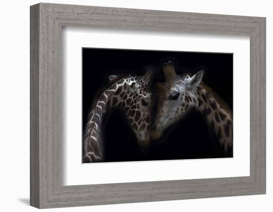 Two Giraffes, heads together, close up-Sue Demetriou-Framed Photographic Print