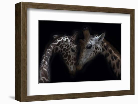 Two Giraffes, heads together, close up-Sue Demetriou-Framed Photographic Print