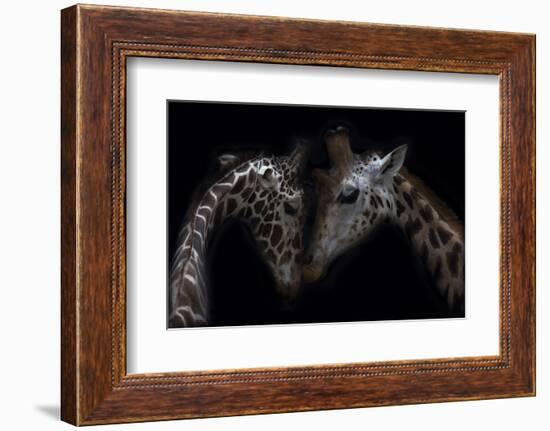 Two Giraffes, heads together, close up-Sue Demetriou-Framed Photographic Print