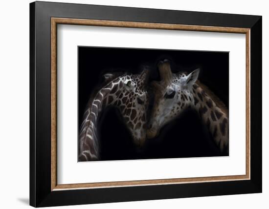 Two Giraffes, heads together, close up-Sue Demetriou-Framed Photographic Print