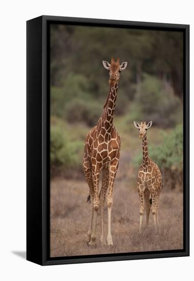 Two Giraffes Walking through the Bush-DLILLC-Framed Premier Image Canvas