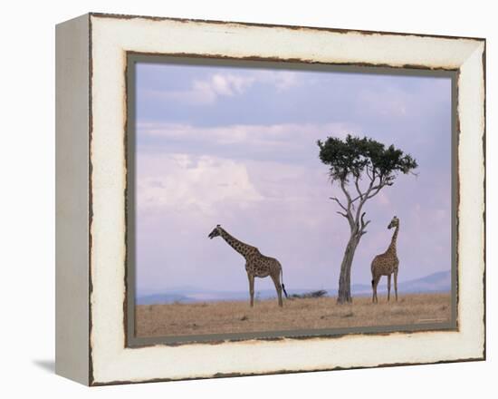 Two Giraffes with Acacia Tree, Masai Mara, Kenya, East Africa, Africa-James Gritz-Framed Premier Image Canvas