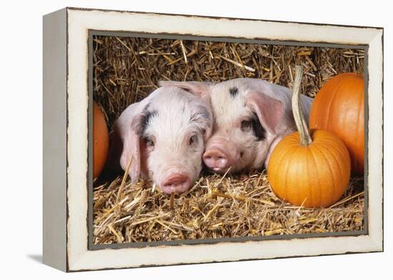 Two Gloucester Old Spot Piglets with Pumpkins-null-Framed Premier Image Canvas