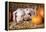 Two Gloucester Old Spot Piglets with Pumpkins-null-Framed Premier Image Canvas