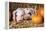 Two Gloucester Old Spot Piglets with Pumpkins-null-Framed Premier Image Canvas