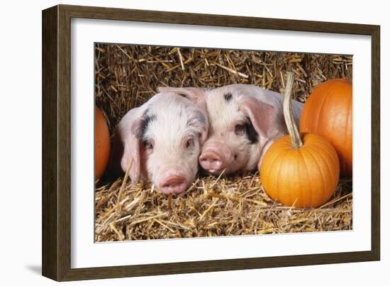 Two Gloucester Old Spot Piglets with Pumpkins-null-Framed Photographic Print