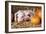 Two Gloucester Old Spot Piglets with Pumpkins-null-Framed Photographic Print