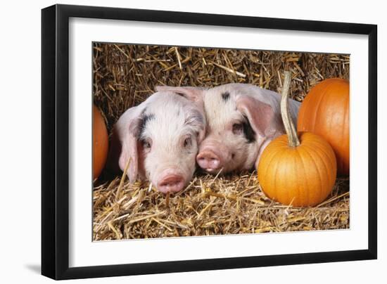 Two Gloucester Old Spot Piglets with Pumpkins-null-Framed Photographic Print