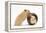 Two Golden Hamsters Playing with a China Pot-Mark Taylor-Framed Premier Image Canvas