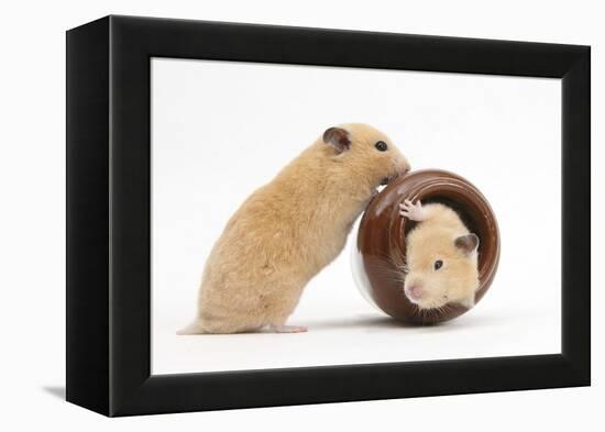 Two Golden Hamsters Playing with a China Pot-Mark Taylor-Framed Premier Image Canvas