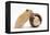 Two Golden Hamsters Playing with a China Pot-Mark Taylor-Framed Premier Image Canvas