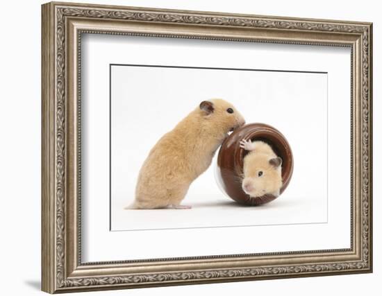 Two Golden Hamsters Playing with a China Pot-Mark Taylor-Framed Photographic Print