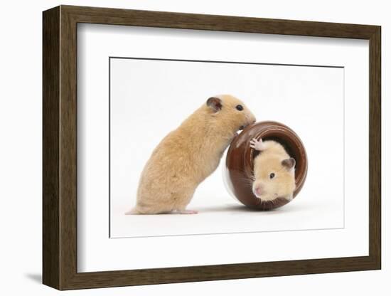 Two Golden Hamsters Playing with a China Pot-Mark Taylor-Framed Photographic Print