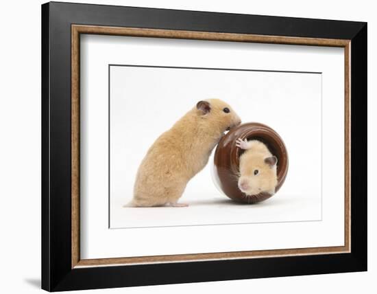 Two Golden Hamsters Playing with a China Pot-Mark Taylor-Framed Photographic Print