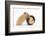 Two Golden Hamsters Playing with a China Pot-Mark Taylor-Framed Photographic Print