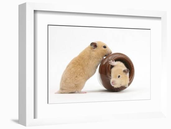 Two Golden Hamsters Playing with a China Pot-Mark Taylor-Framed Photographic Print