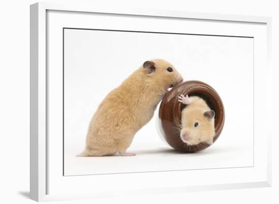 Two Golden Hamsters Playing with a China Pot-Mark Taylor-Framed Photographic Print