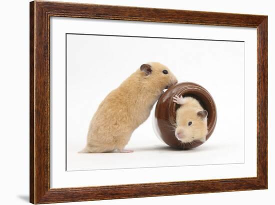 Two Golden Hamsters Playing with a China Pot-Mark Taylor-Framed Photographic Print