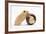 Two Golden Hamsters Playing with a China Pot-Mark Taylor-Framed Photographic Print