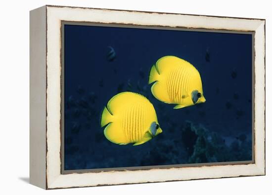 Two Golden / Masked butterflyfish, Red Sea, Eygpt-Georgette Douwma-Framed Premier Image Canvas